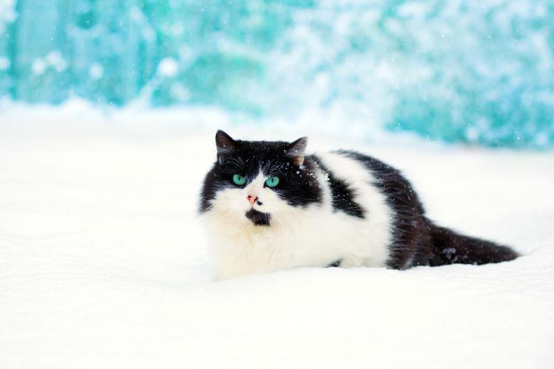 趴在雪地上的可爱小猫