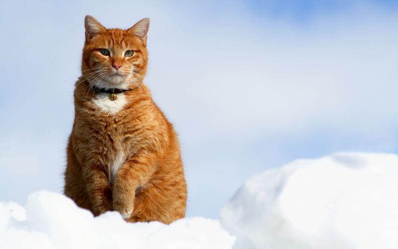 蹲坐在雪地上的猫咪