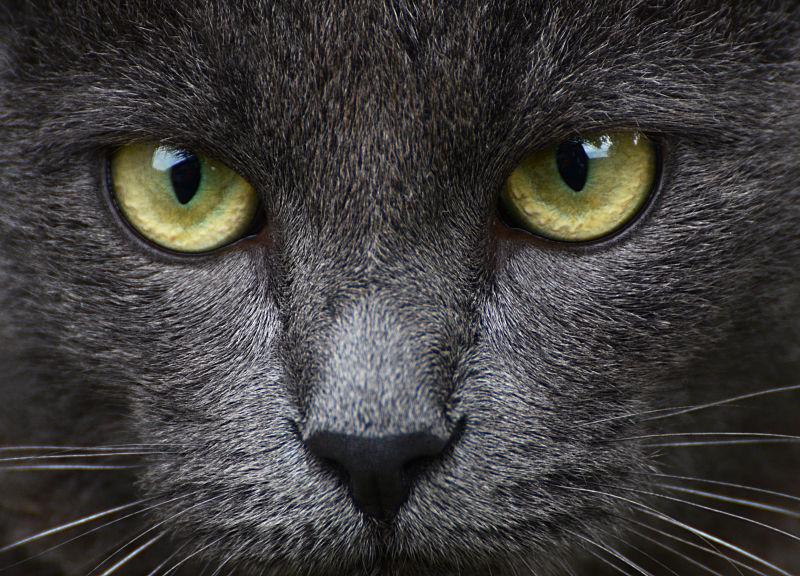 英短猫的迷人眼睛