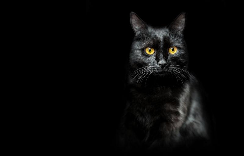 夜色下的黑色猫咪