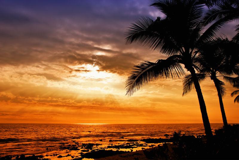 夏威夷热带棕榈树日落