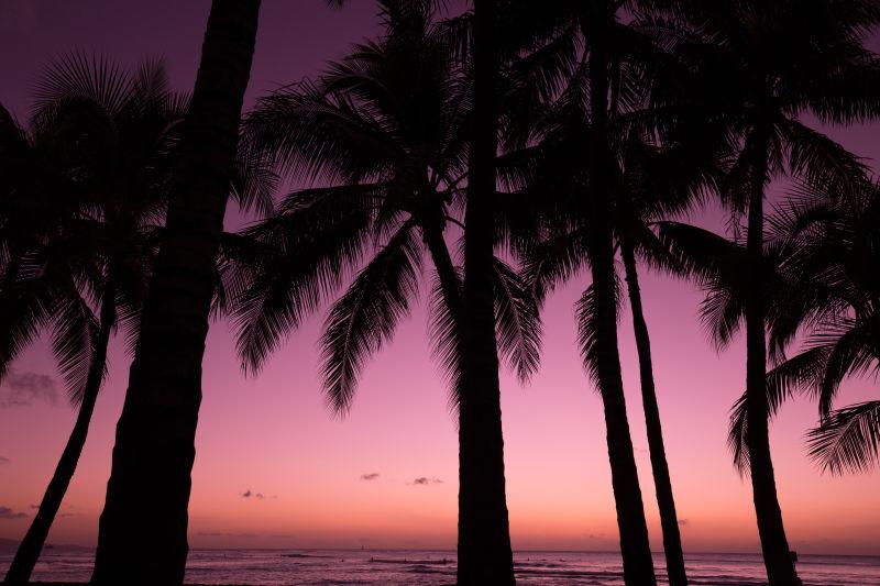 夕阳下的棕榈树