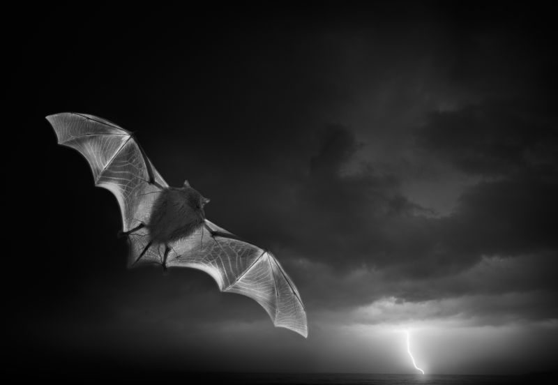 雨天下的蝙蝠