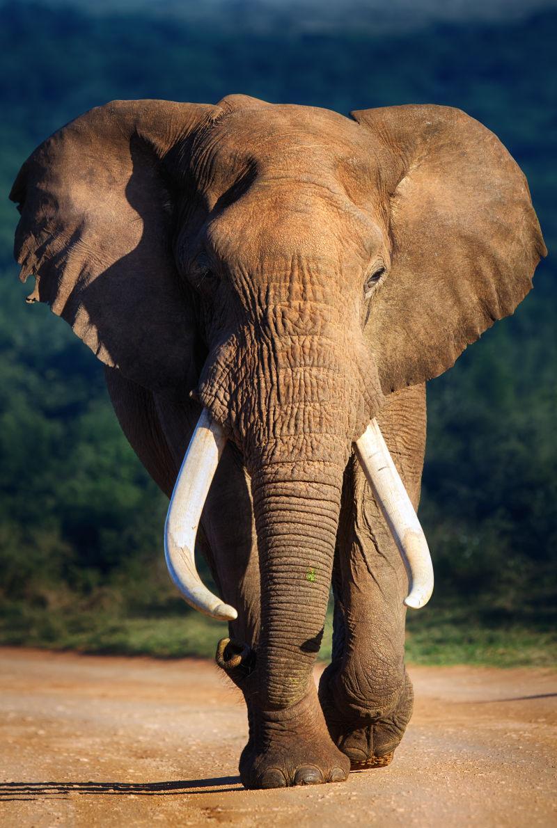 大象的大牙齿接近阿多国家公园