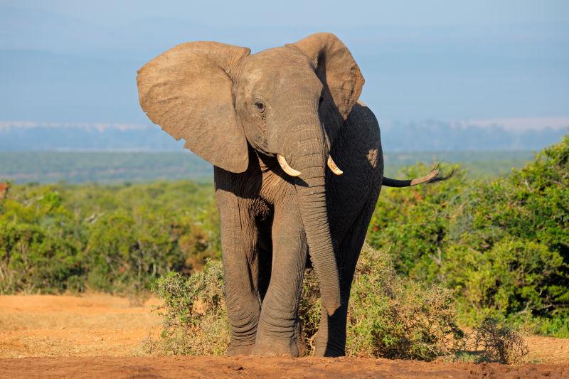 非洲象阿多大象国家公园