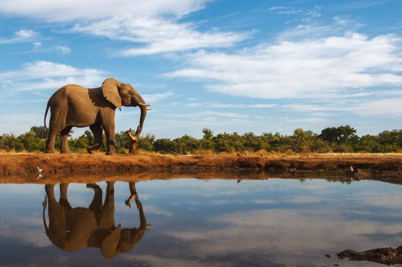 一个象是反映在博茨瓦纳的一个美丽的一天一个水潭仍然面