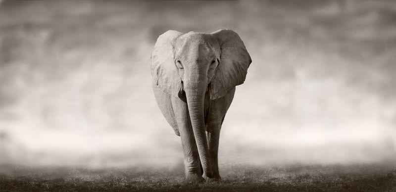 孤单的大象