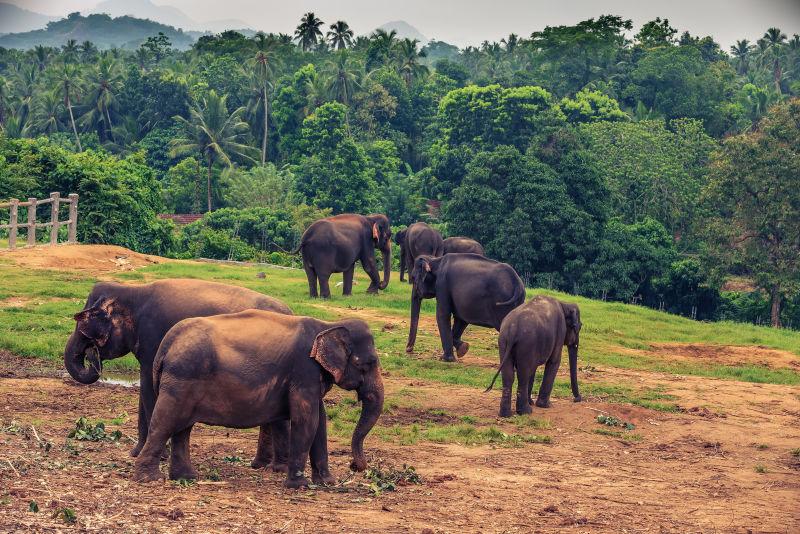 斯里兰卡宾那伟拉大象群世界上最大的圈养大象群