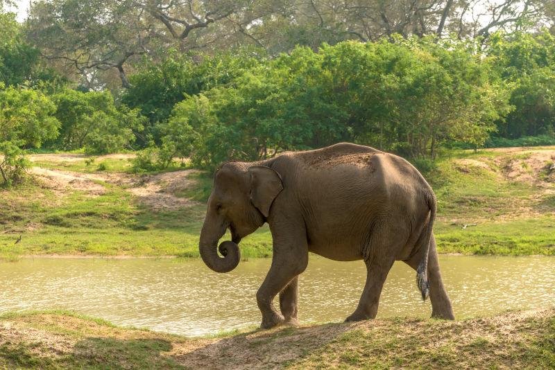 野生大象在散步