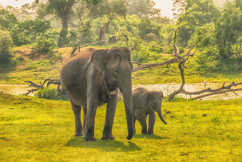 散步的大象母子
