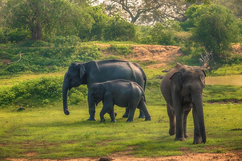 国家公园丛林中的野生大象群
