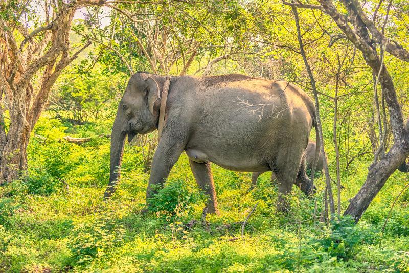 雅拉国家公园丛林中的野生大象