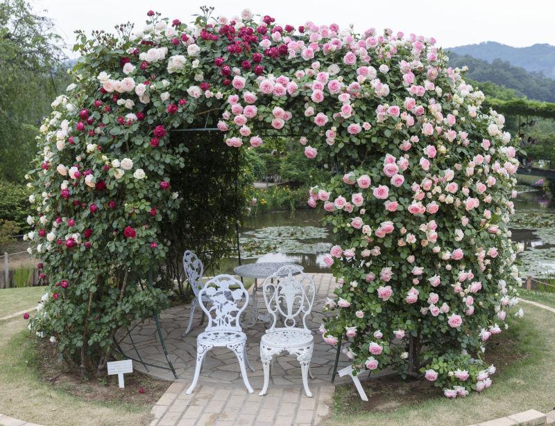 日式玫瑰园配白椅