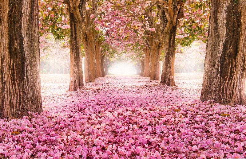 粉色花朵树的浪漫隧道