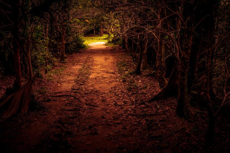 森林里神秘的路