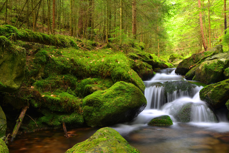 绿色森林中的小溪