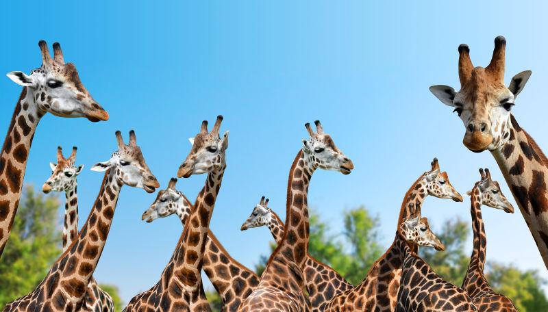 一群长颈鹿在蓝天的背景下