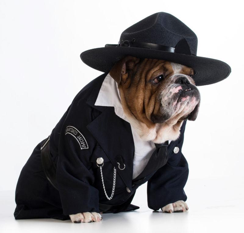 白色背景下带着黑色帽子穿着黑色衣服的宠物狗狗