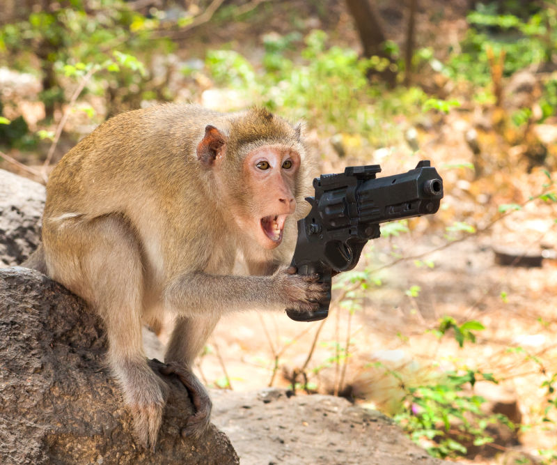 森林中的猴子打枪
