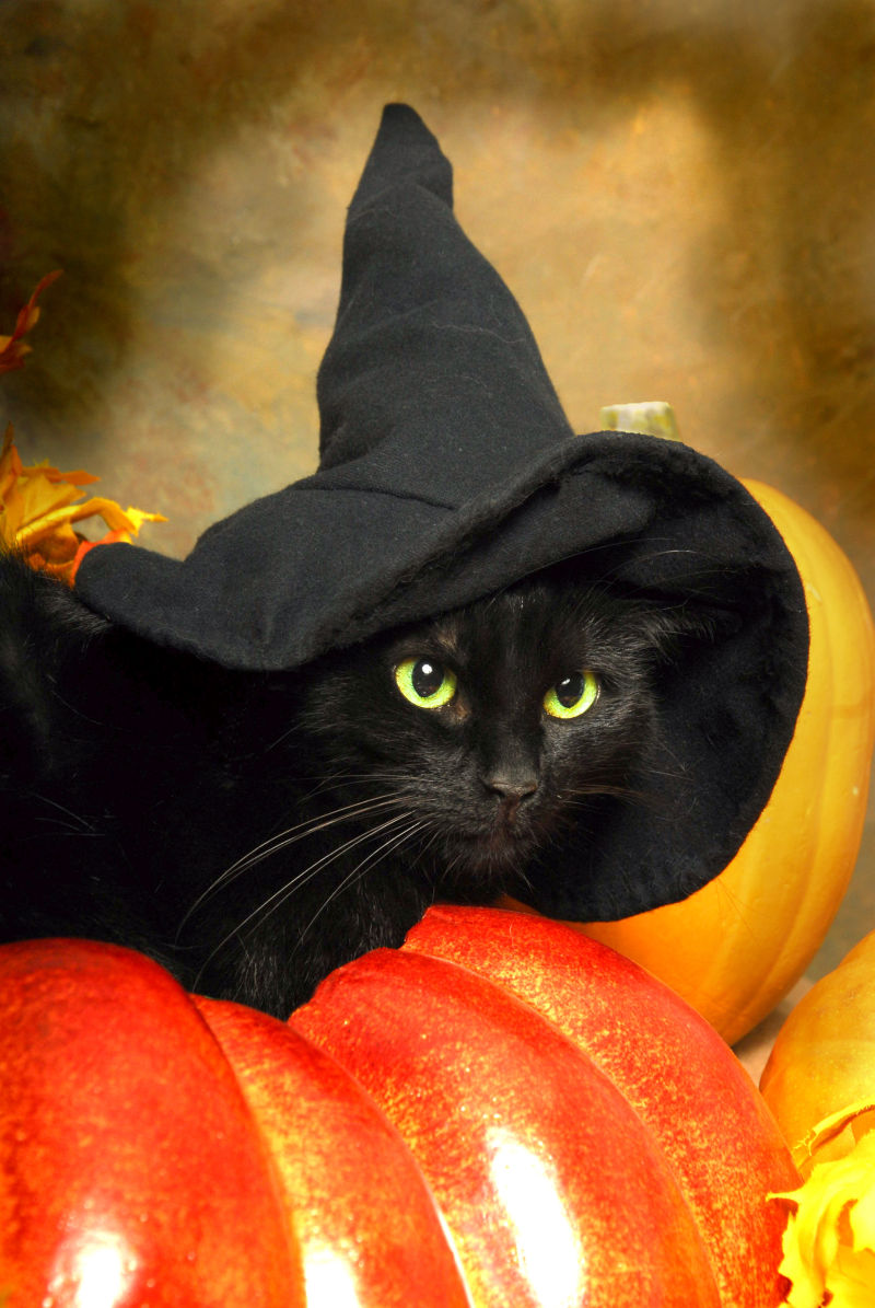 南瓜上的黑猫戴着帽子
