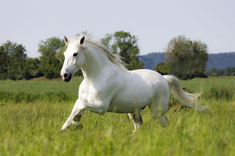 草地上奔驰的白色骏马