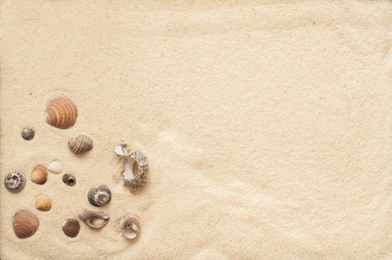 海滩沙子上的贝壳