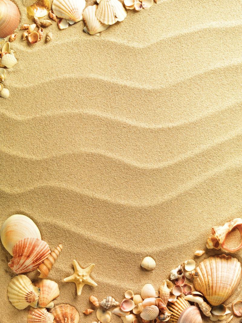 沙滩上的各种美丽贝壳