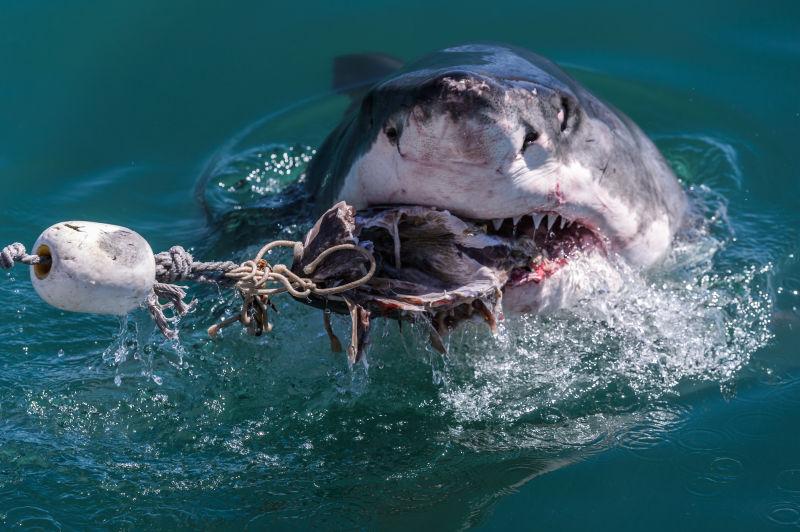 浮出海面的鲨鱼攻击