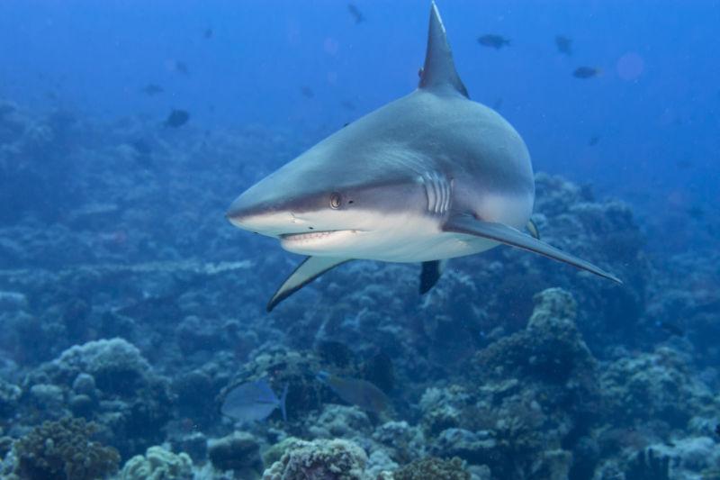 一只灰色鲨鱼嘴准备攻击水下特写镜头
