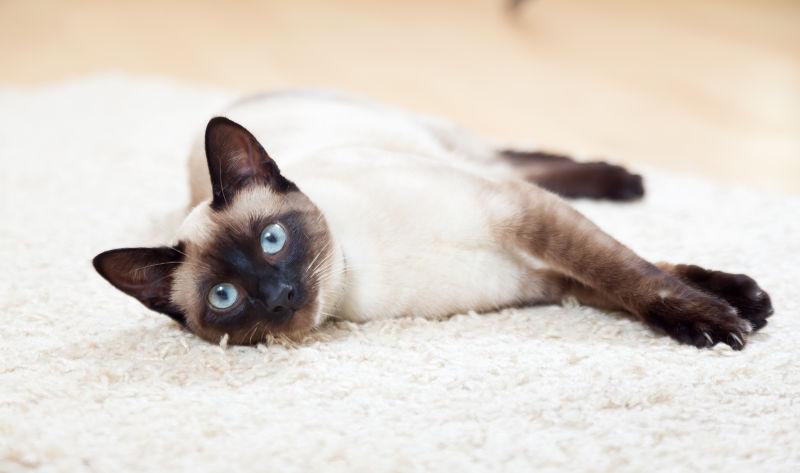 躺在白色毯子上的暹罗猫