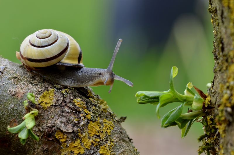 树木上爬行的蜗牛