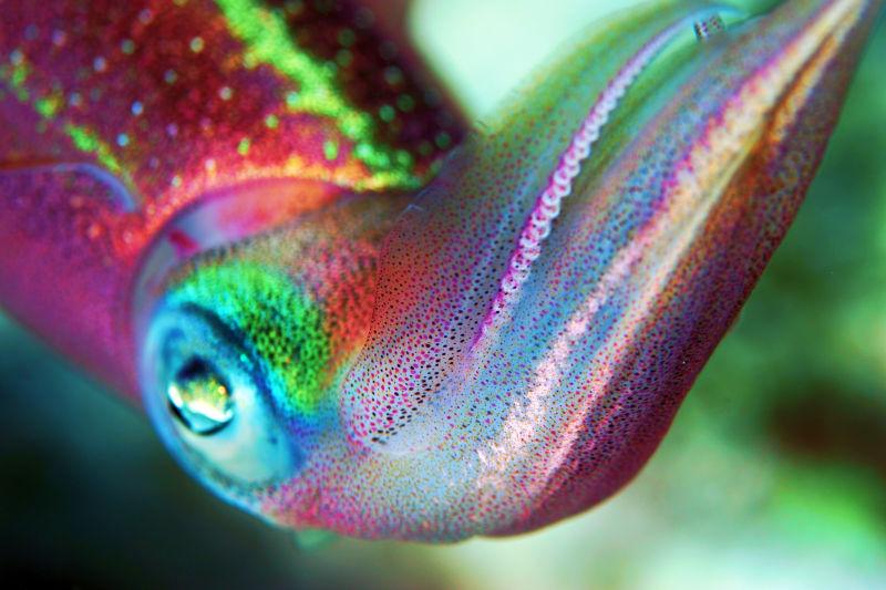 彩色的海底生物