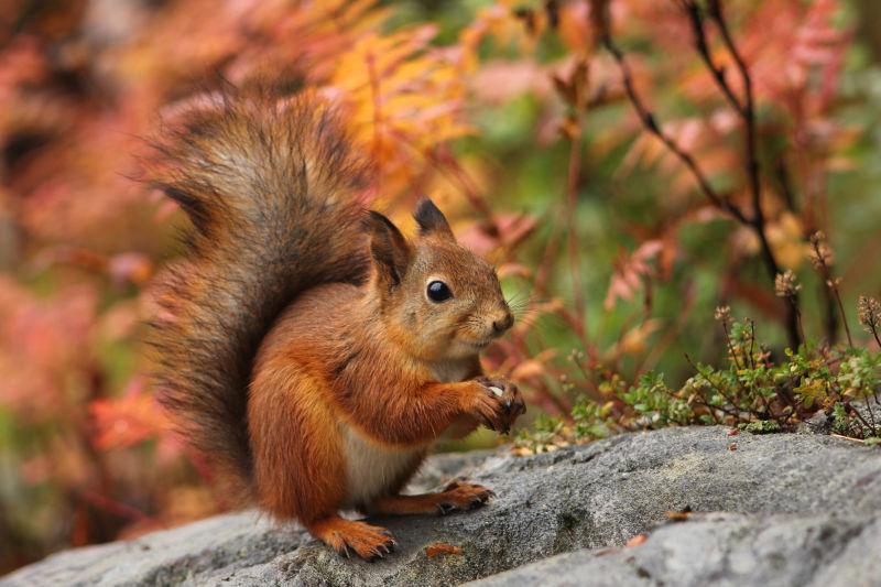 秋天可爱的红松鼠