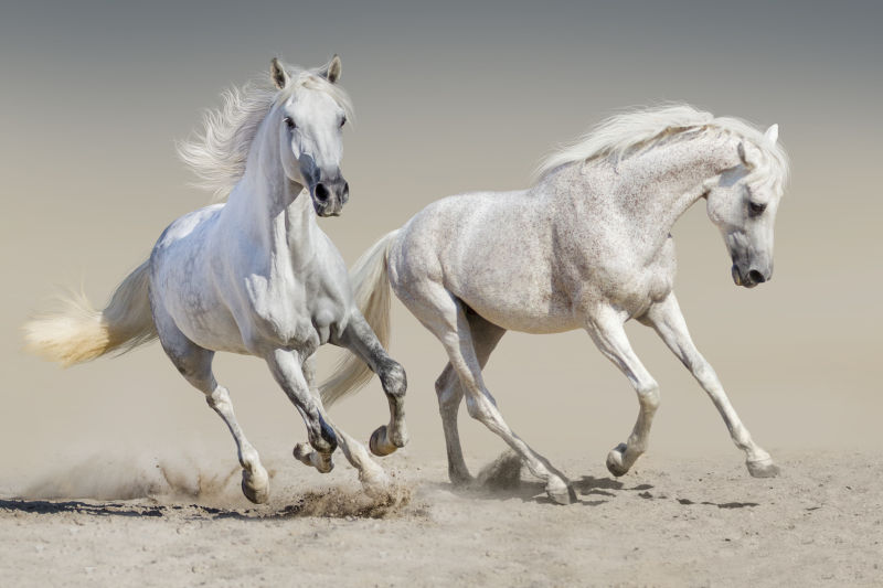 两匹英俊的白马