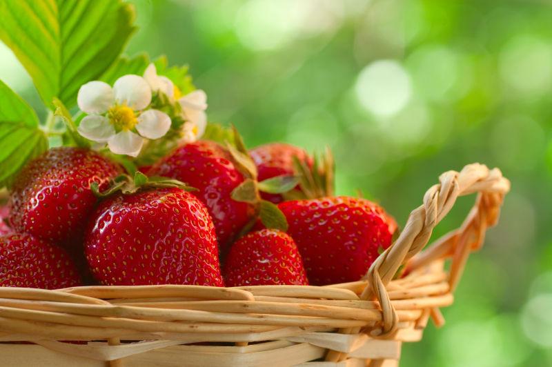 花园里篮子里的草莓