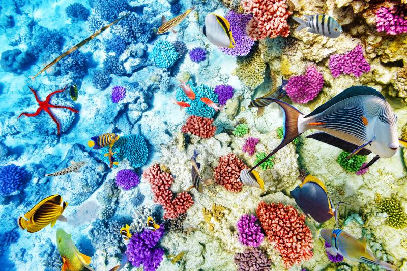 神奇美丽的海底世界热带鱼和珊瑚