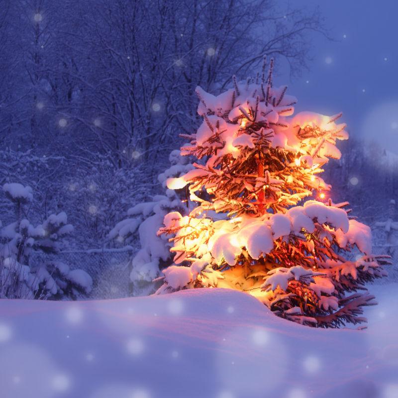 美丽的冬季圣诞松树装饰