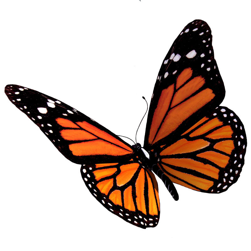 白色背景上的橘黄色蝴蝶