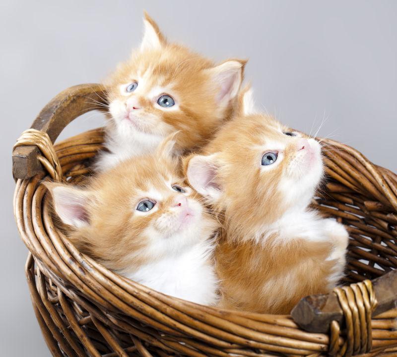 篮子里的三只猫咪