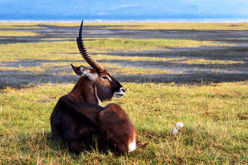 草原上休息的羚羊