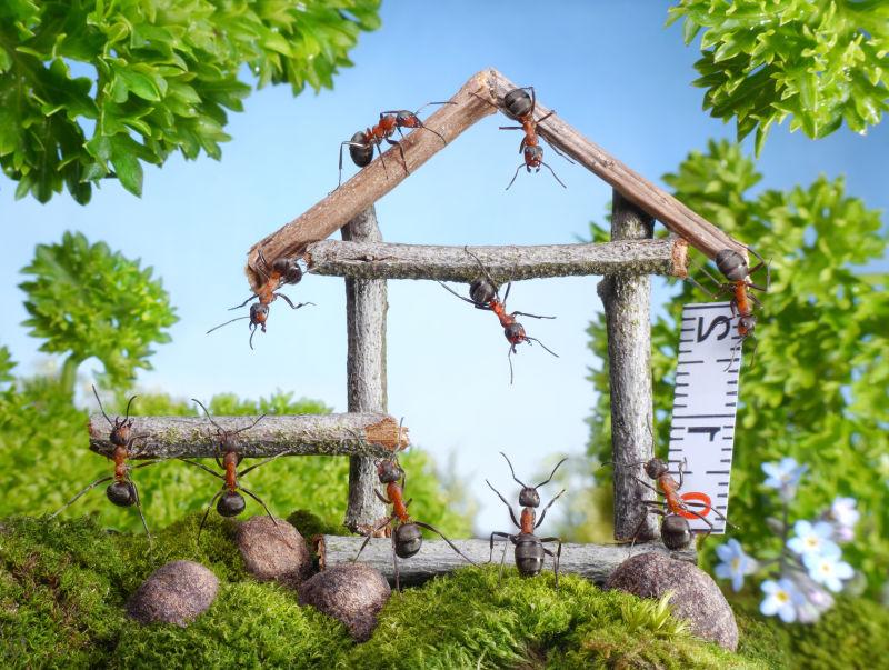 蚂蚁在森林中建造木屋的团队