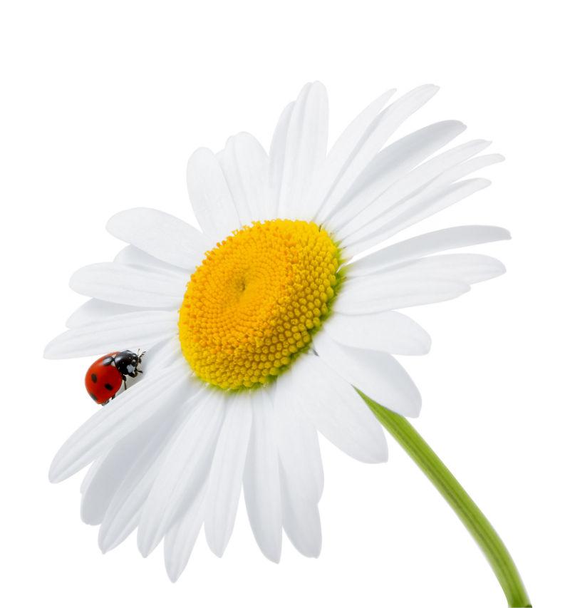 白色背景上白色雏菊花瓣上的瓢虫