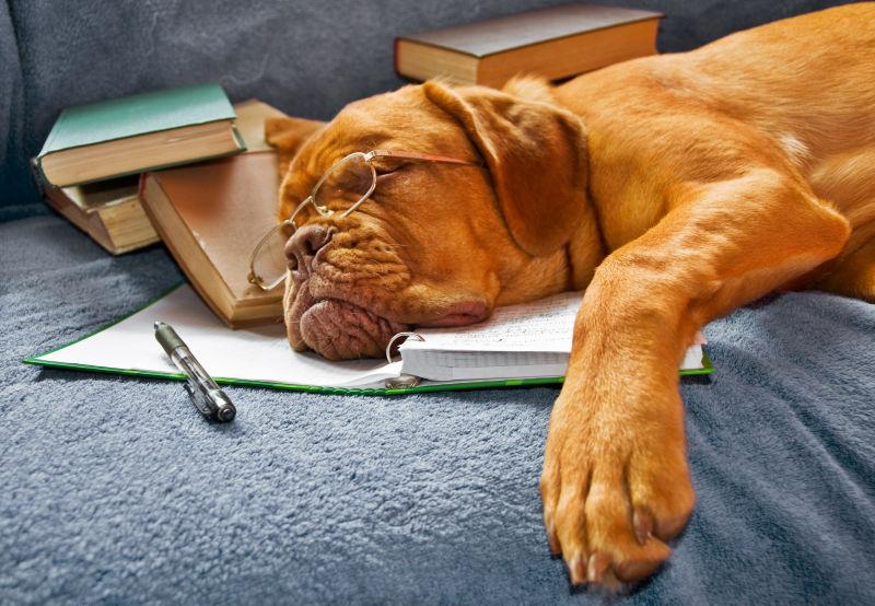 狗在学习后睡在笔记本上
