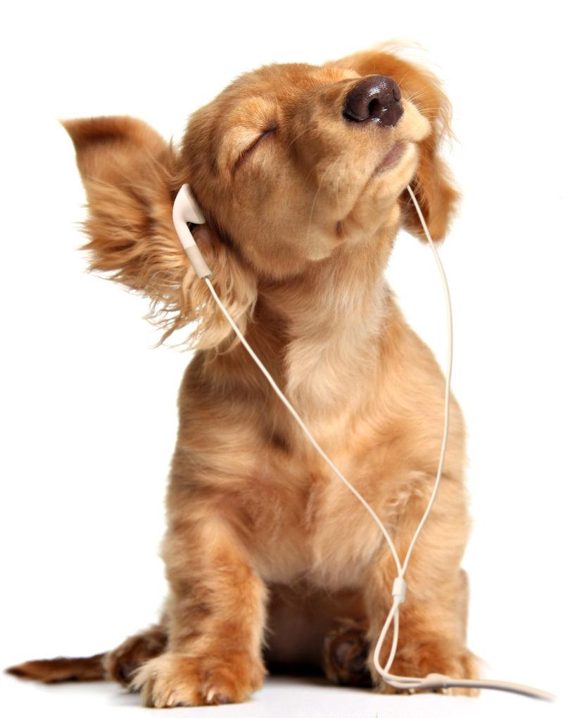 幼犬在耳机上听音乐