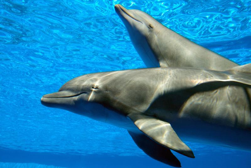 两只海豚在游泳