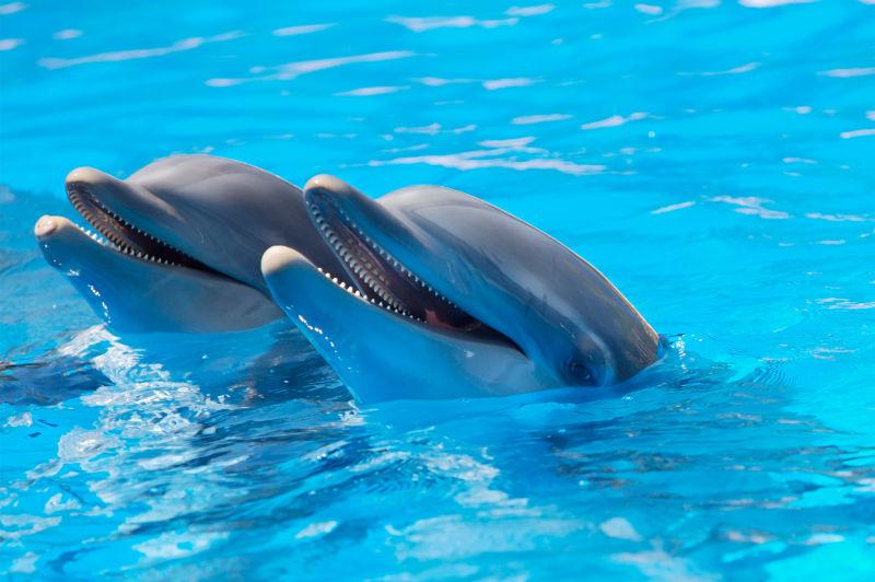 游泳池蓝水里的快乐的海豚