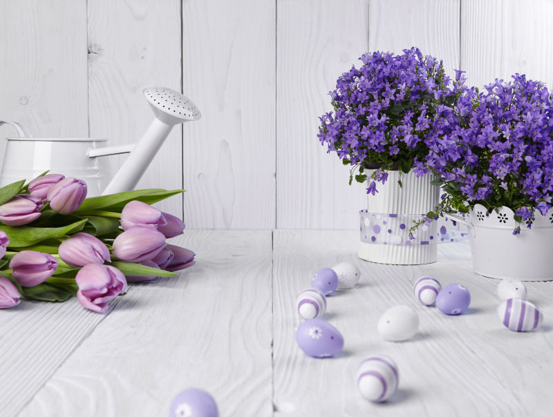 白色背景下的复活节彩蛋和紫色郁金香