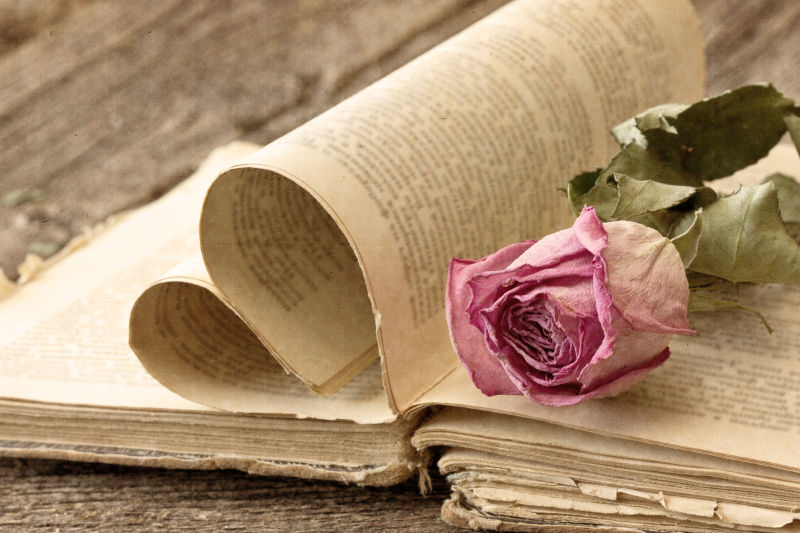 翻开的旧书上有一朵粉色玫瑰