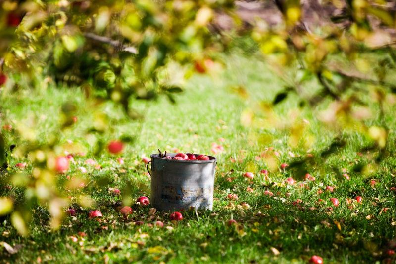 草坪上桶里的苹果