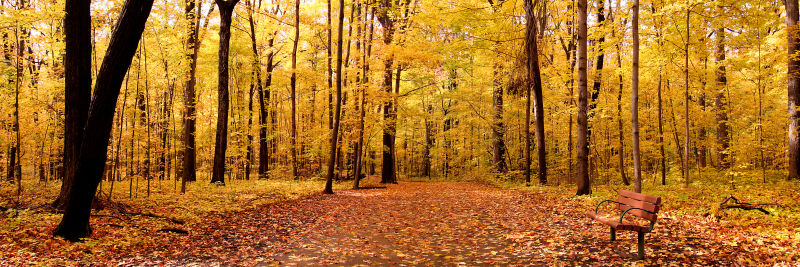 秋季铺满落叶的森林
